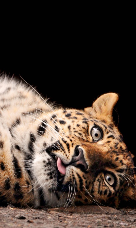 Большая пятнистая кошечка обои