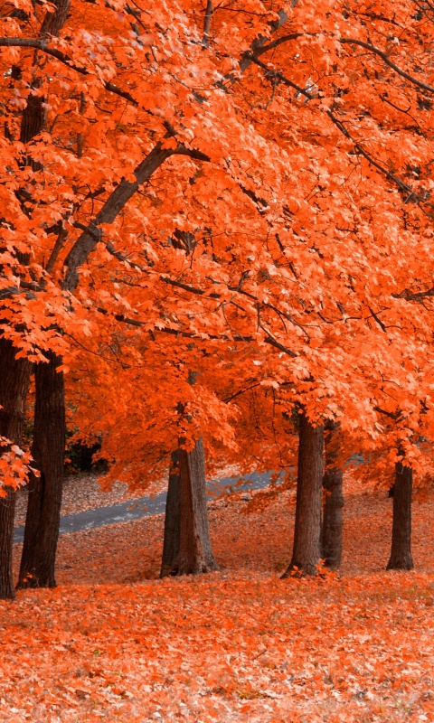 Парковая осень обои