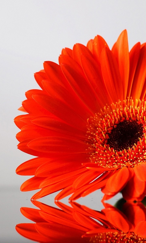 Гербер на стекле обои