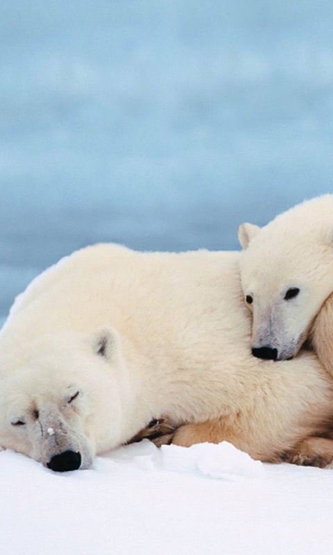 Белые мишки спят обои