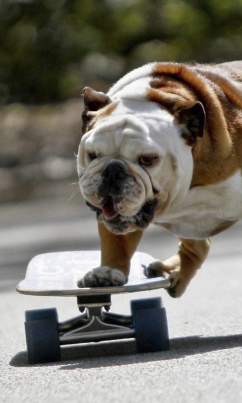 Собака на скейтборде обои