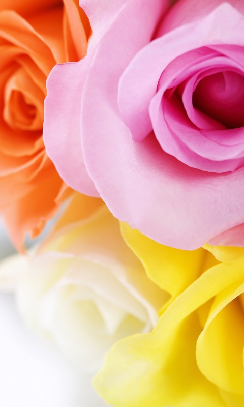 Букет разноцветных роз обои