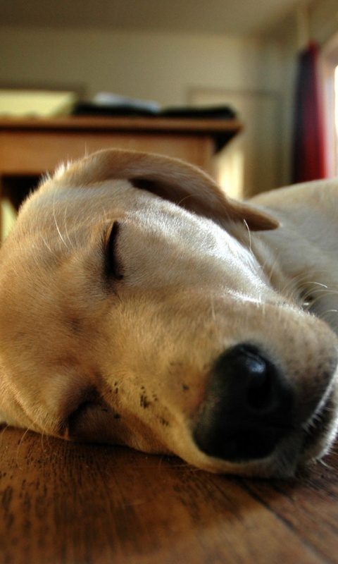 Собака спит обои