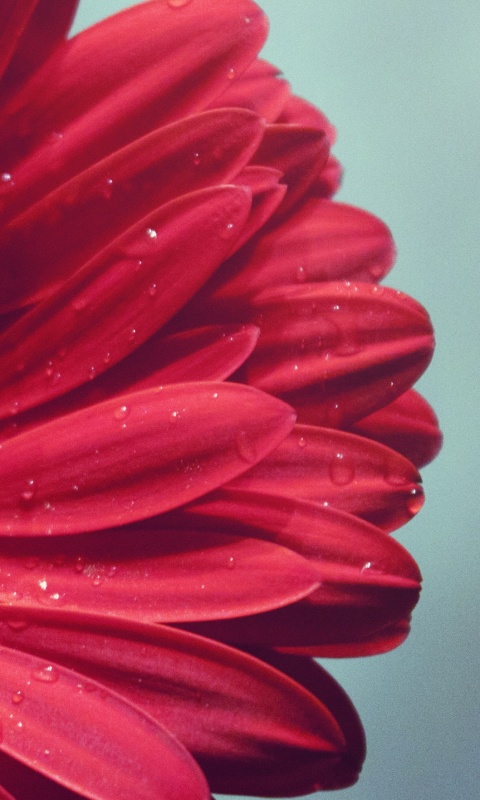Красная гербера обои