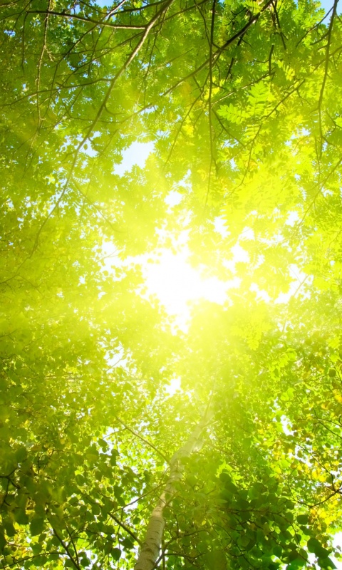 Яркий зеленоватый свет пробивающийся сквозь листву обои