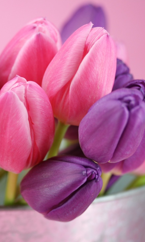 Розовые и фиолетовые тюльпаны обои