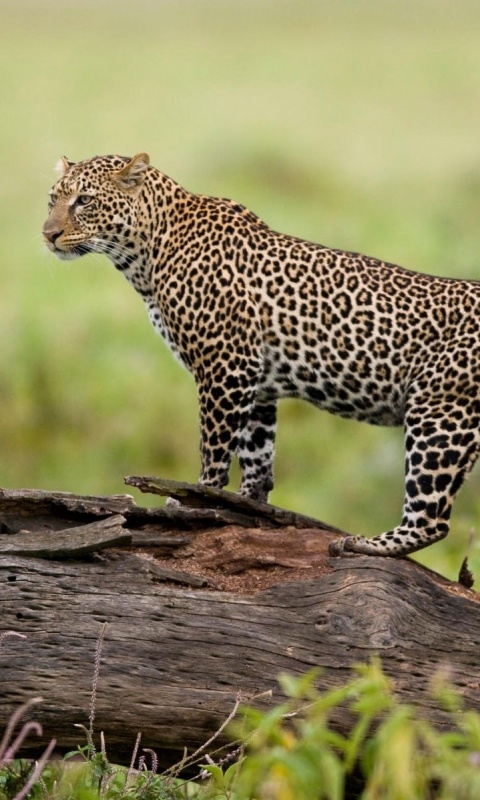 Леопард на природе обои