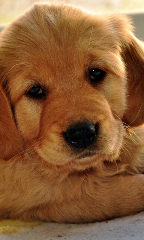 Сонный щенок лабрадора обои