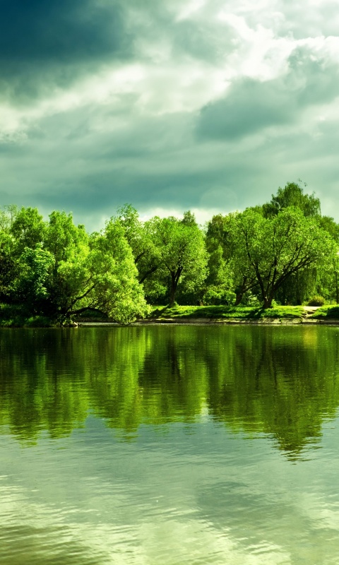 Деревья на берегу озера обои