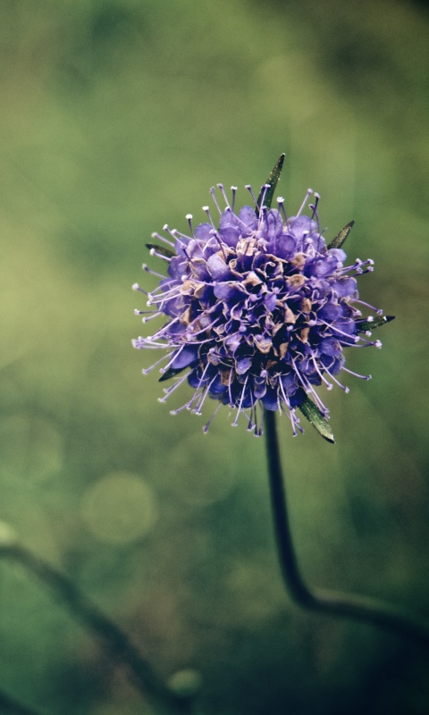 Цветок в макро обои