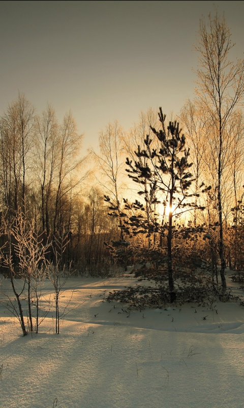 Зимний лес обои