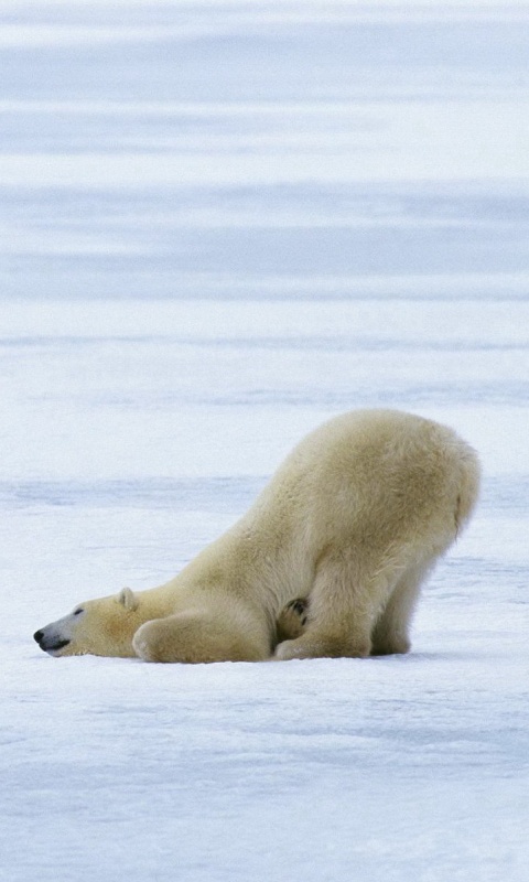Полярный мишка в смешной позе обои