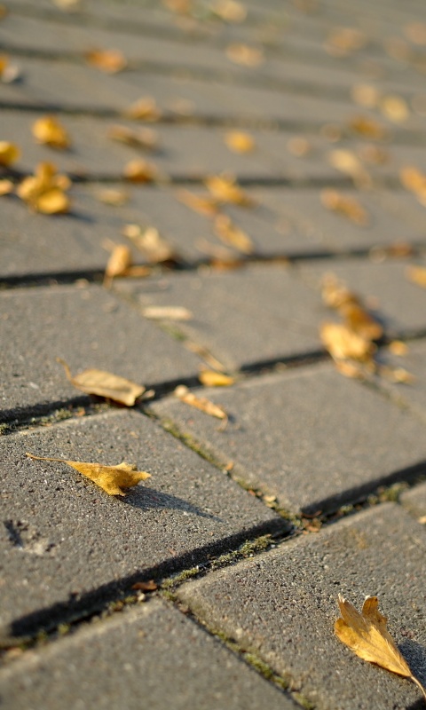 Тротуар обои