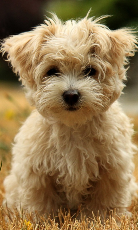 Щенок болонки обои