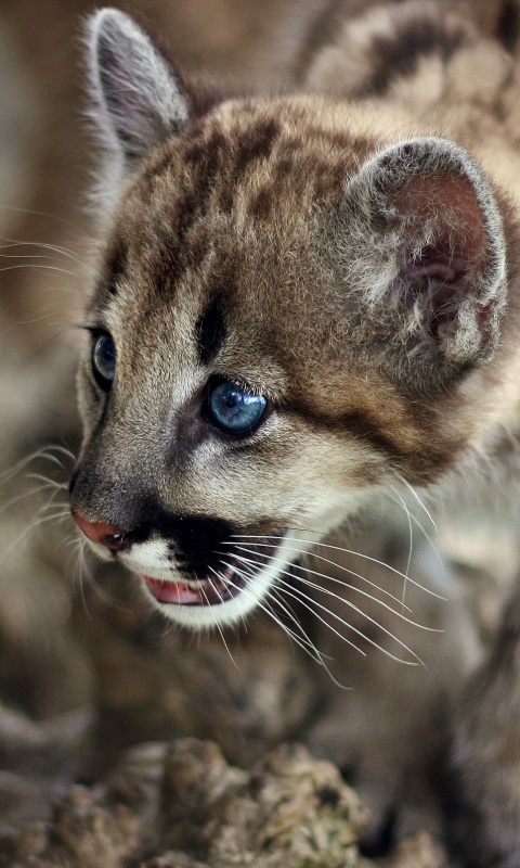 Котенок барса обои