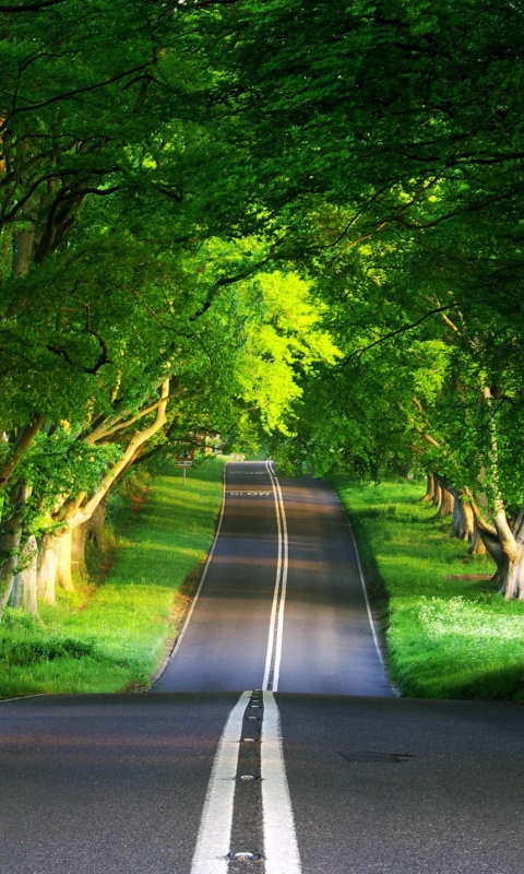 Дорога через лес обои