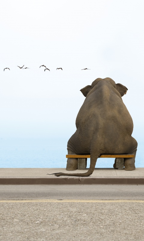 Слон на табуретке обои