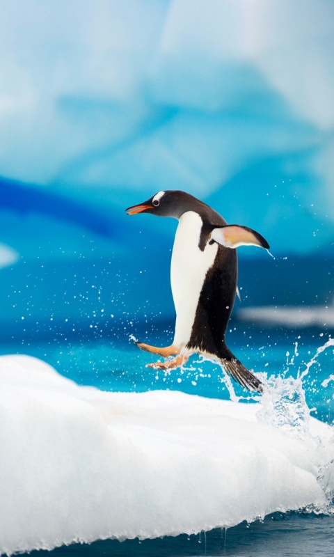 Пигвин запрыгивает на льдину обои