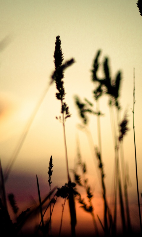 Дыхание природы обои