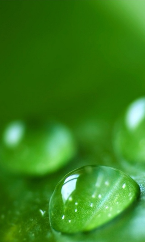 Зеленые капли росы обои