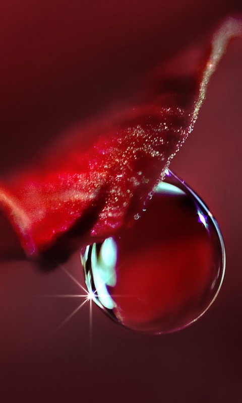 Макро капля на лепестке обои