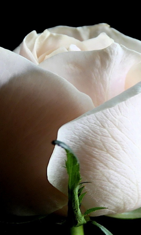 Бутон белой розы обои