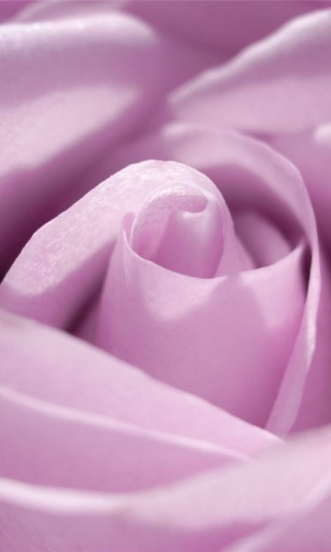 Фиолетовая роза макро обои