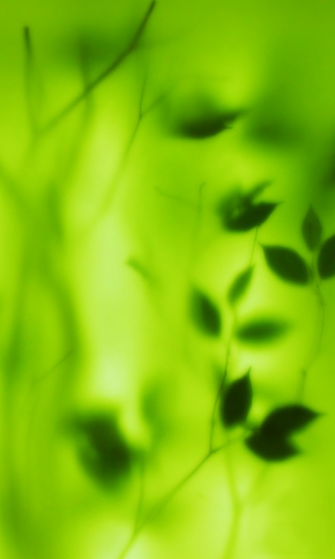 Зелень за стеклом обои