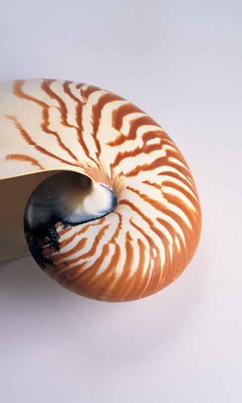 Ракушка в полоску обои