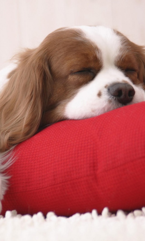 Спящий щенок на красной подушке обои