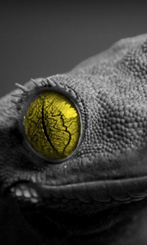 Ящерка обои