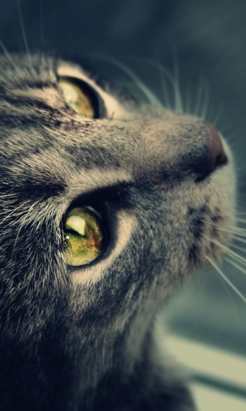 Кот с желтыми глазами обои