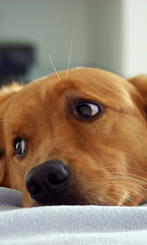 Лабрадор-ретривер обои