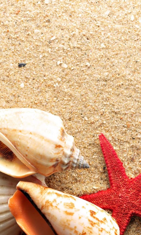 Морские раковины и звезды обои