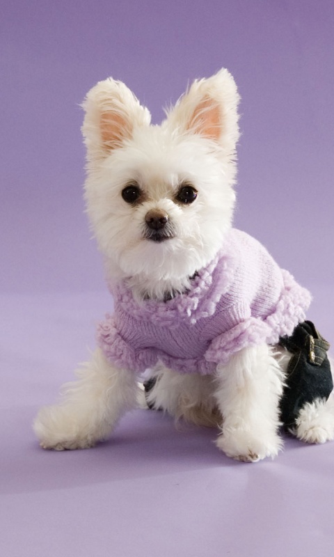 Собачка в свитере обои