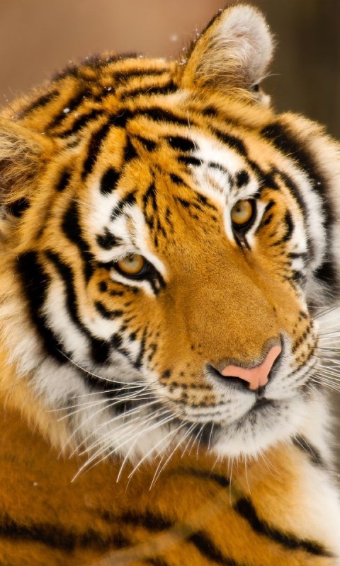 Тигр оборачивается обои