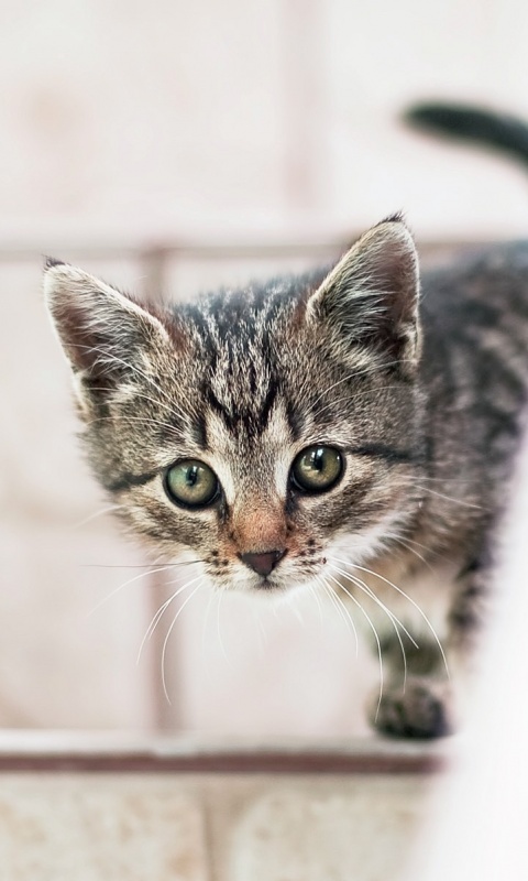 Коётнок выглядвает обои