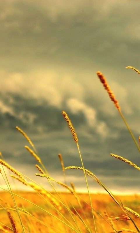 Золотистое поле обои