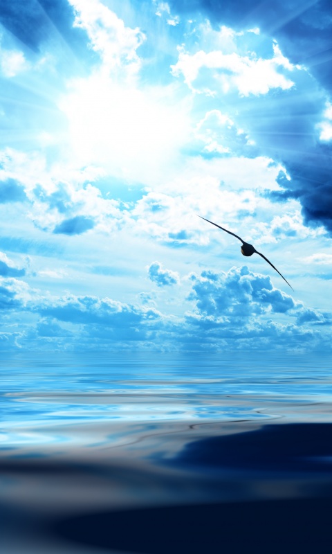 Лети как птица над волнами обои