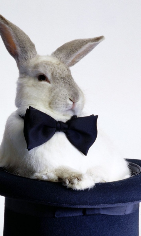 Кролик в цилиндре фокусника обои