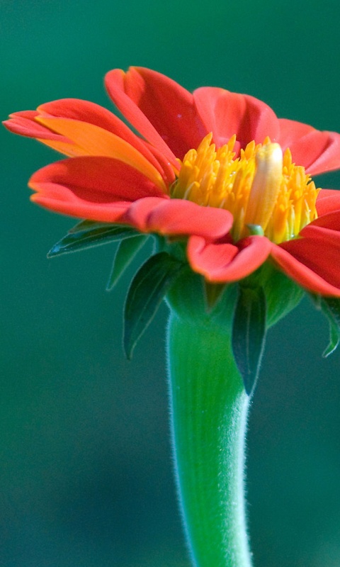 Красивый красный цветок обои