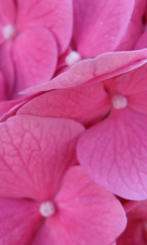 Фиолетовые нежные цветы обои