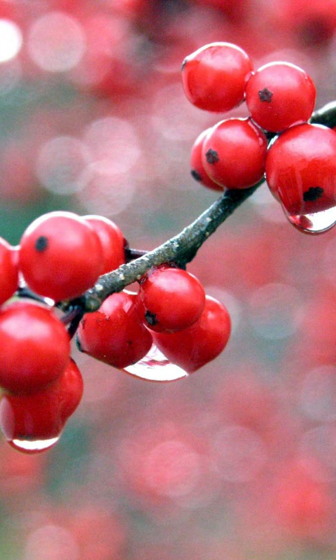 Капли росы на ягодах рябины обои