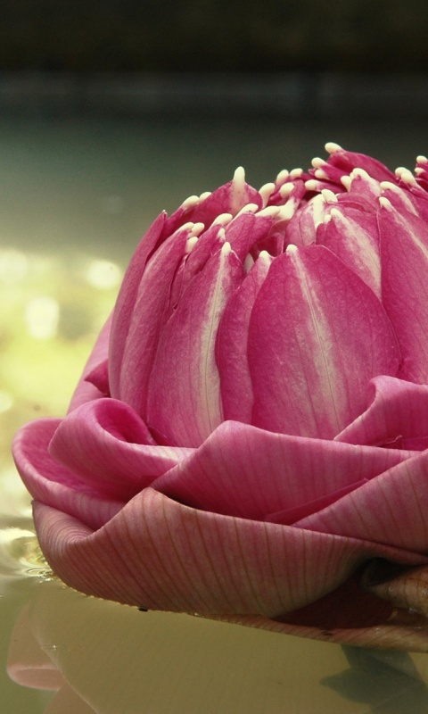 Водяной цветок обои