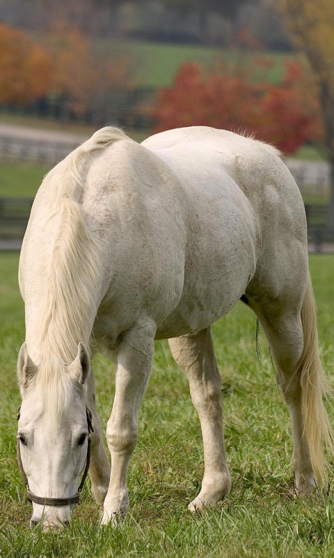 Красивая белая лошадь обои