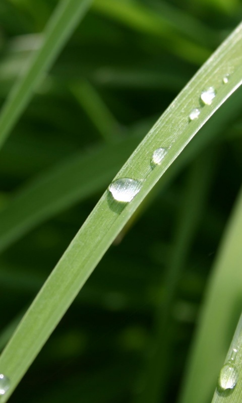Капли росы на траве обои