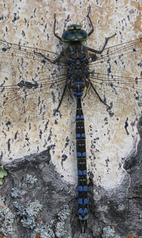 Стрекоза на дереве обои