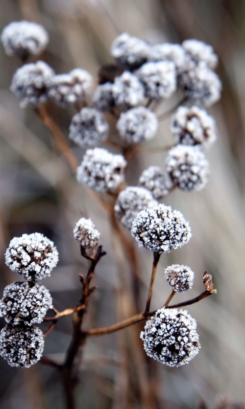 Ледяные цветы обои