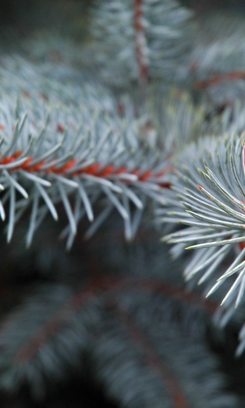 Ветки голубой ели обои