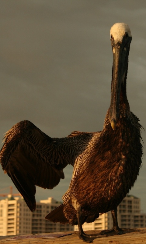 Привет, пеликан! обои